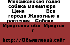 Мексиканская голая собака миниатюра › Цена ­ 53 000 - Все города Животные и растения » Собаки   . Иркутская обл.,Иркутск г.